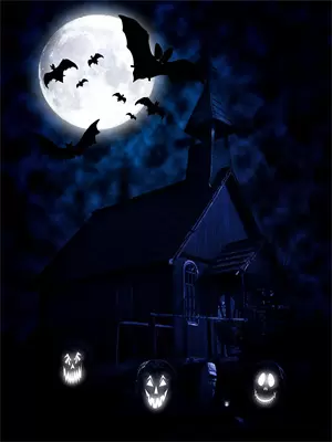 用动物的视角看世界